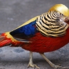 Золотой фазан (Chrysolophus pictus)