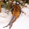 Королевский фазан (Syrmaticus reevesi)