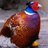 Обыкновенный фазан (Phasianus colchicus)