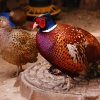 Обыкновенный фазан (Phasianus colchicus)