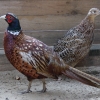 Обыкновенный фазан (Phasianus colchicus)
