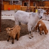 Камерунская коза (Capra hircus)