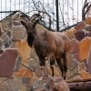 Винторогий козел (Capra falconeri heptneri)