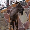 Винторогий козел (Capra falconeri heptneri)