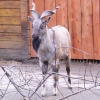 Винторогий козел (Capra falconeri heptneri)
