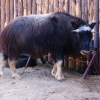 Овцебык (Ovibos moschatus)