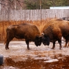 Зубр (Bison bonasus)