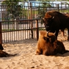 Зубр (Bison bonasus)