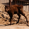 Зубр (Bison bonasus)