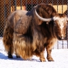 Як (Bos mutus)