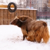 Як (Bos mutus)
