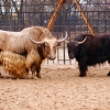 Як (Bos mutus)