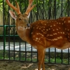 Пятнистый олень (Cervus nippon)