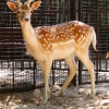 Европейская лань (Dama (Cervus) dama)