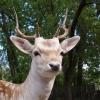 Европейская лань (Dama (Cervus) dama)