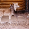 Европейская лань (Dama (Cervus) dama)