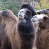 Двугорбый верблюд (Camelus bactrianus) (ferus)