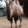 Двугорбый верблюд (Camelus bactrianus) (ferus)