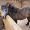 Пони (Equus caballus dom.)
