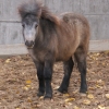 Пони (Equus caballus dom.)