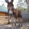 Домашний осел (Equus asinus dom)