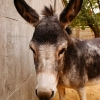 Домашний осел (Equus asinus dom)