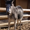 Домашний осел (Equus asinus dom)