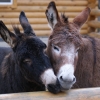 Домашний осел (Equus asinus dom)