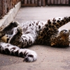 Дальневосточный (Амурский) леопард (Panthera pardus orientalis)