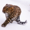 Дальневосточный (Амурский) леопард (Panthera pardus orientalis)