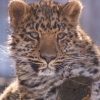 Дальневосточный (Амурский) леопард (Panthera pardus orientalis)