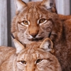 Рысь (Lynx lynx)