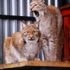 Рысь (Lynx lynx)