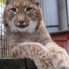 Рысь (Lynx lynx)