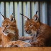 Рысь (Lynx lynx)