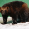 Росомаха (Gulo gulo)