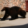 Росомаха (Gulo gulo)