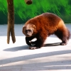 Росомаха (Gulo gulo)