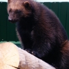 Росомаха (Gulo gulo)