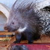 Индийский дикобраз (Hystrix indica)