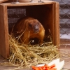 Степной сурок (байбак) (Marmota bobak)