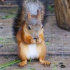 Белка обыкновенная (Sciurus vulgaris)