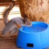 Белка обыкновенная (Sciurus vulgaris)