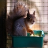 Белка обыкновенная (Sciurus vulgaris)