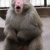 Японский макак (Macaca fuscata)