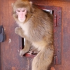 Японский макак (Macaca fuscata)