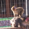 Японский макак (Macaca fuscata)