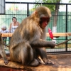 Японский макак (Macaca fuscata)