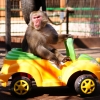 Японский макак (Macaca fuscata)