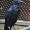 Ворон обыкновенный (Corvus corax)